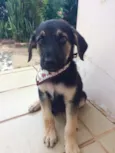Mortadela