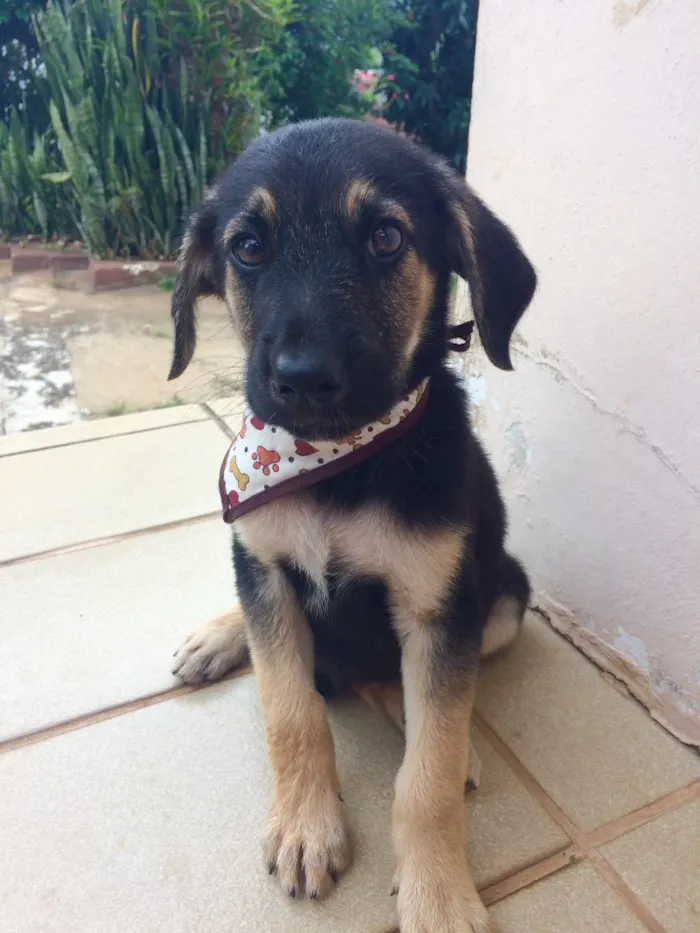 Cachorro ra a SRD idade 2 a 6 meses nome Mortadela
