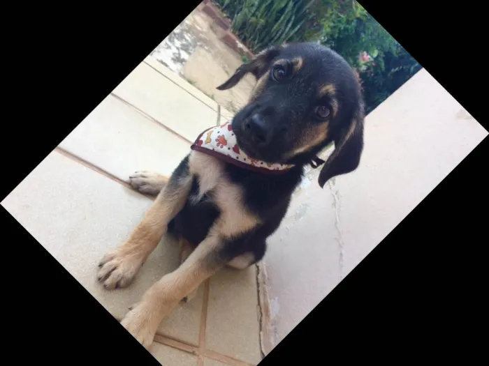 Cachorro ra a SRD idade 2 a 6 meses nome Mortadela