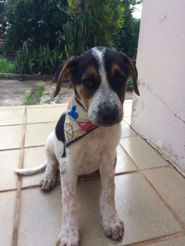 Cachorro ra a SRD idade 2 a 6 meses nome Granola