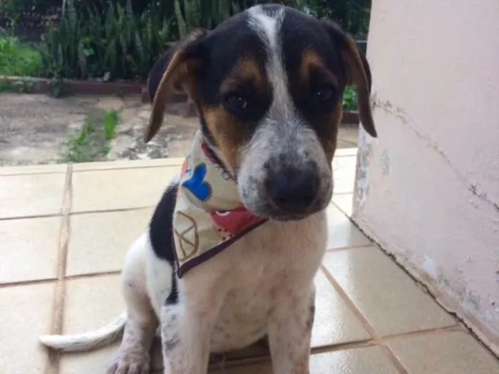 Cachorro ra a SRD idade 2 a 6 meses nome Granola