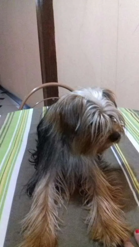 Cachorro raça Yorkshare terrier  idade 3 anos nome Dino