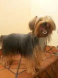 Dino