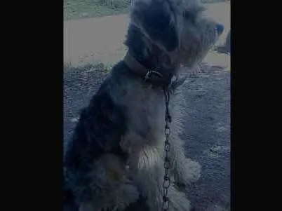 Cachorro ra a Poodle com Pastor idade 1 ano nome Bakira