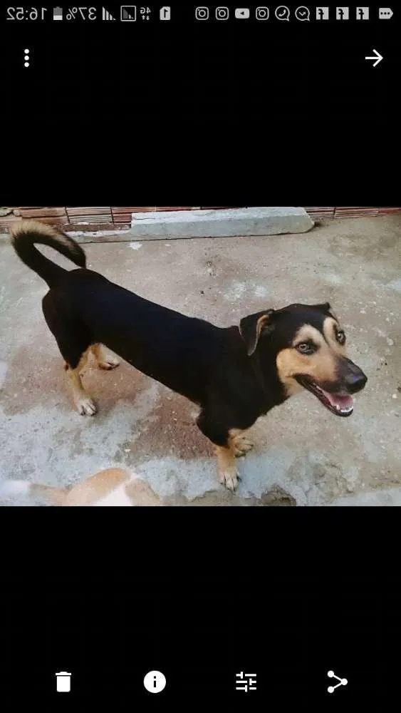 Cachorro ra a Srd idade 5 anos nome Nick