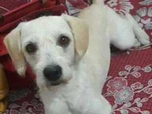 Cachorro raça Poodle idade 1 ano nome Clara 