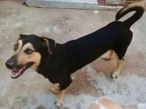 Cachorro raça Srd idade 5 anos nome Nick