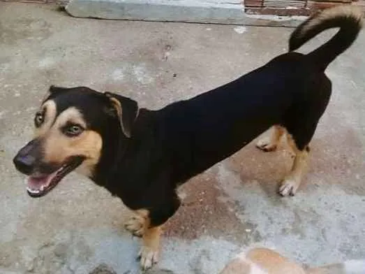 Cachorro ra a Srd idade 5 anos nome Nick