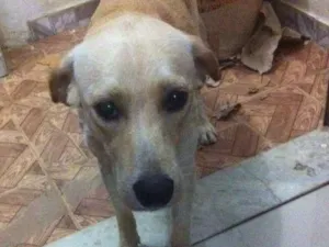 Cachorro raça Labrador idade 7 a 11 meses nome Tody