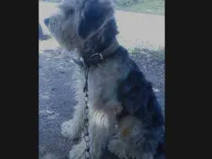 Cachorro raça Poodle com Pastor idade 1 ano nome Bakira