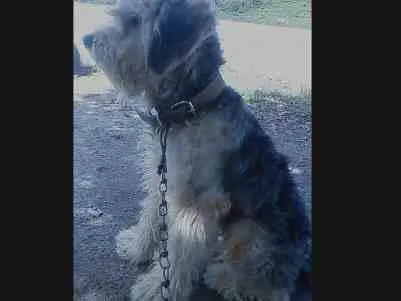 Cachorro ra a Poodle com Pastor idade 1 ano nome Bakira