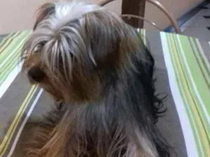 Cachorro raça Yorkshare terrier  idade 3 anos nome Dino