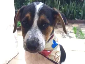 Cachorro raça SRD idade 2 a 6 meses nome Granola