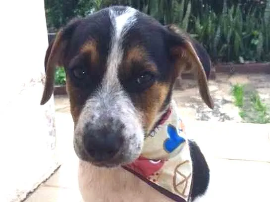 Cachorro ra a SRD idade 2 a 6 meses nome Granola