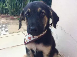 Cachorro raça SRD idade 2 a 6 meses nome Mortadela