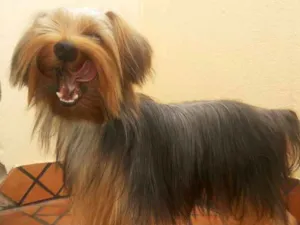 Cachorro raça Yorkshare terrier  idade 3 anos nome Dino