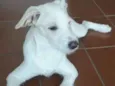 Pirulito e Totô