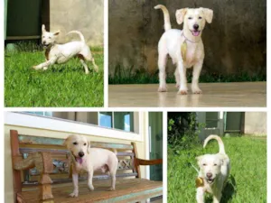 Cachorro raça Srd idade 1 ano nome Togo