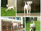Cachorro raça Srd idade 1 ano nome Togo