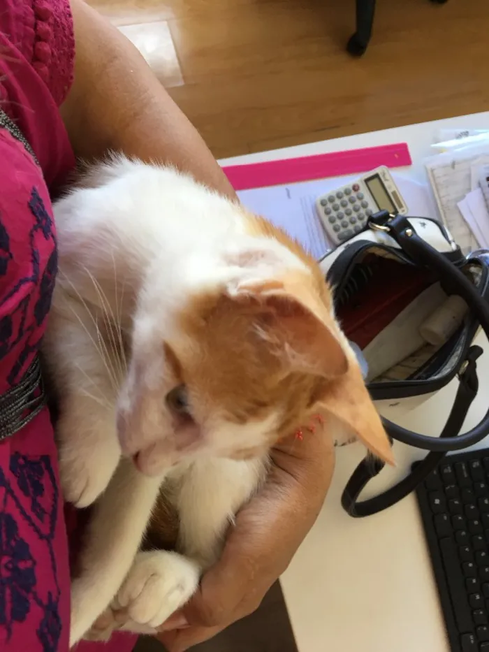 Gato ra a Srd idade 2 a 6 meses nome CORAÇÃOZINHO