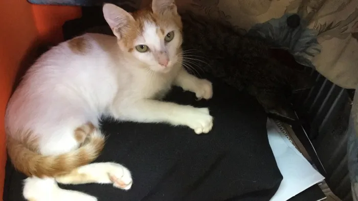 Gato ra a Srd idade 2 a 6 meses nome CORAÇÃOZINHO