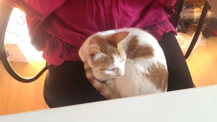 Gato ra a Srd idade 2 a 6 meses nome CORAÇÃOZINHO