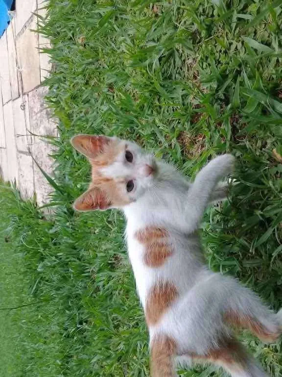 Gato ra a Srd idade 2 a 6 meses nome CORAÇÃOZINHO
