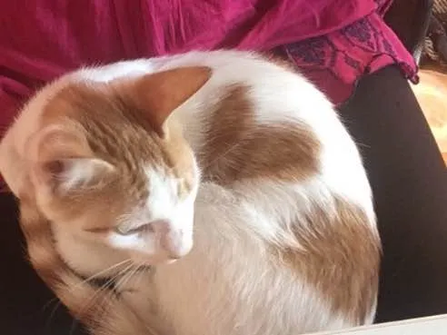Gato ra a Srd idade 2 a 6 meses nome CORAÇÃOZINHO