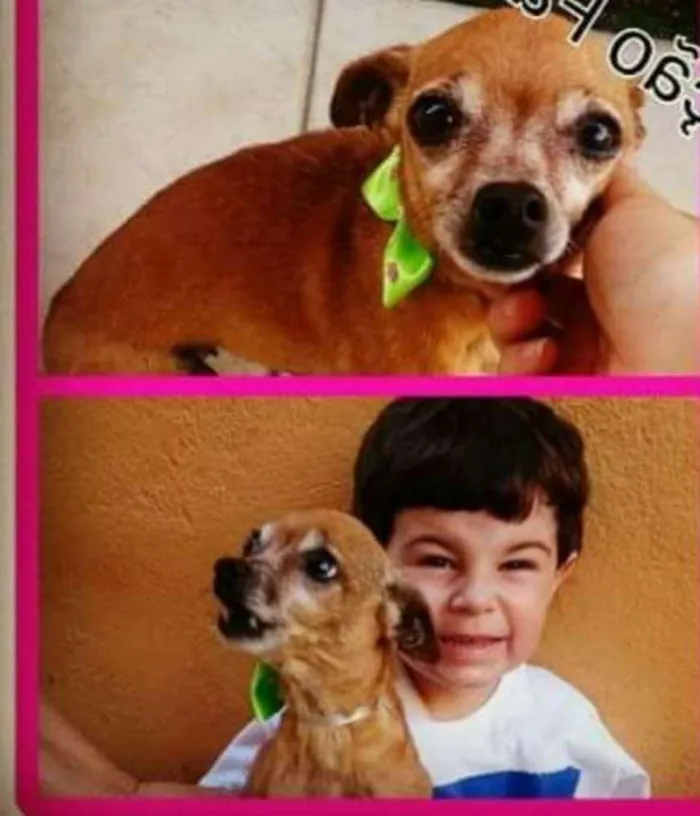 Cachorro ra a Pinscher idade 6 ou mais anos nome Pitu