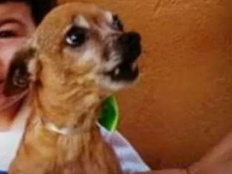 Cachorro ra a Pinscher idade 6 ou mais anos nome Pitu