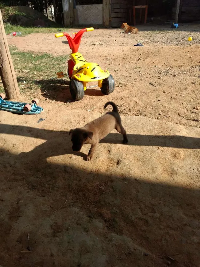 Cachorro ra a Srd idade Abaixo de 2 meses nome Sem nome ainda 