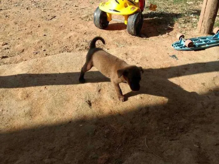 Cachorro ra a Srd idade Abaixo de 2 meses nome Sem nome ainda 