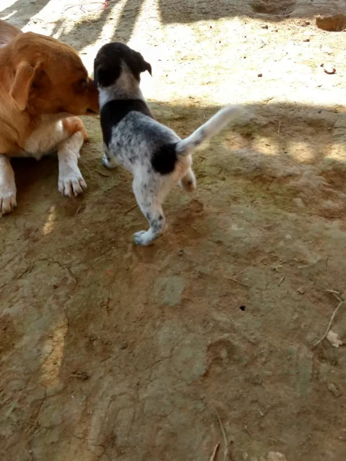 Cachorro ra a Sdf idade Abaixo de 2 meses nome Sem nome ainda 