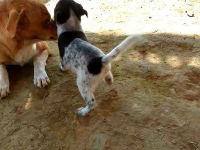 Cachorro ra a Sdf idade Abaixo de 2 meses nome Sem nome ainda 