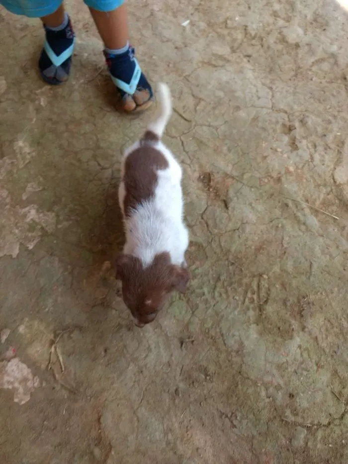 Cachorro ra a Sdf idade Abaixo de 2 meses nome Sem nome ainda 