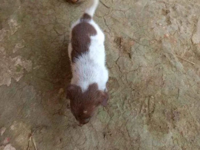 Cachorro ra a Sdf idade Abaixo de 2 meses nome Sem nome ainda 