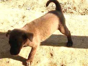 Cachorro raça Srd idade Abaixo de 2 meses nome Sem nome ainda 