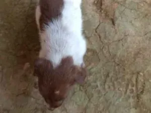 Cachorro raça Sdf idade Abaixo de 2 meses nome Sem nome ainda 