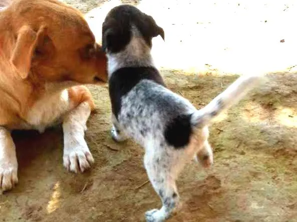 Cachorro ra a Sdf idade Abaixo de 2 meses nome Sem nome ainda 