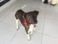 Xuxu