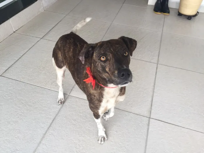 Cachorro ra a Srd idade 2 anos nome Xuxu