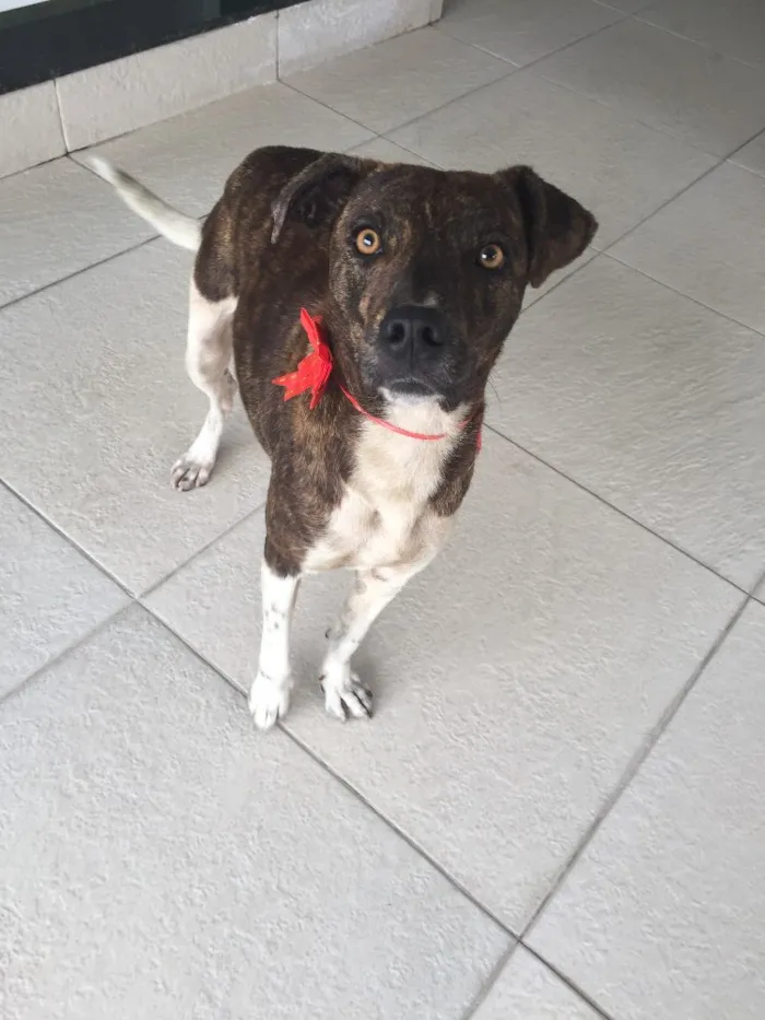 Cachorro ra a Srd idade 2 anos nome Xuxu