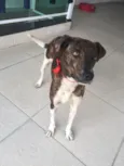 Xuxu