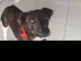 Xuxu