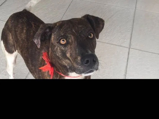 Cachorro ra a Srd idade 2 anos nome Xuxu