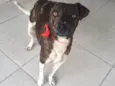 Xuxu