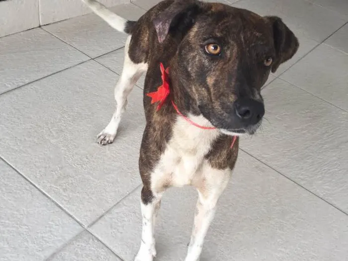 Cachorro ra a Srd idade 2 anos nome Xuxu