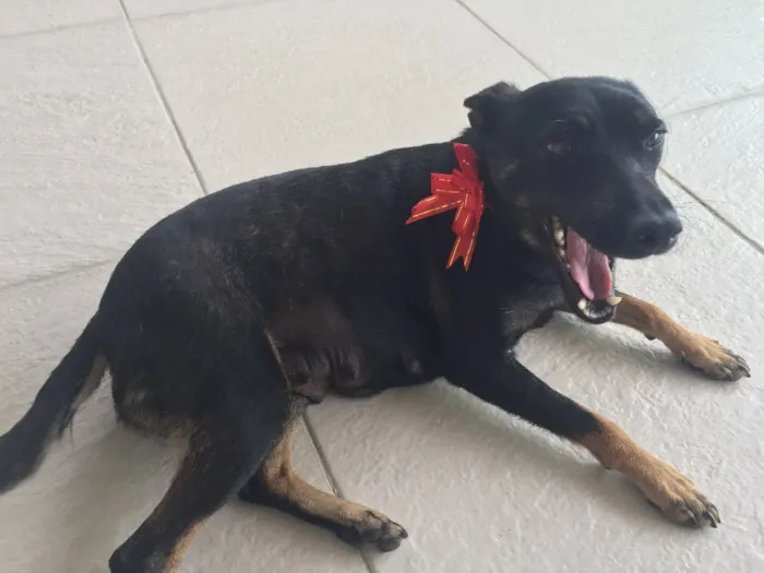 Cachorro ra a Srd idade 2 anos nome Princesa