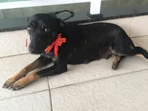 Cachorro raça Srd idade 2 anos nome Princesa