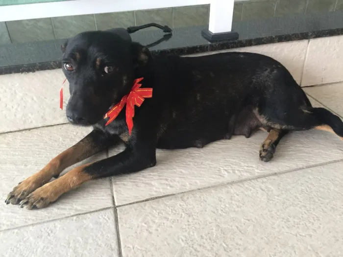 Cachorro ra a Srd idade 2 anos nome Princesa
